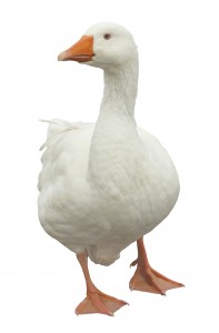 Domestic Goose Isolated