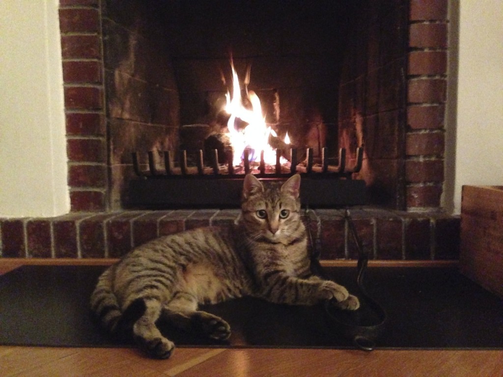 Cat & Fireplace   -iStock_000032685452_Medium