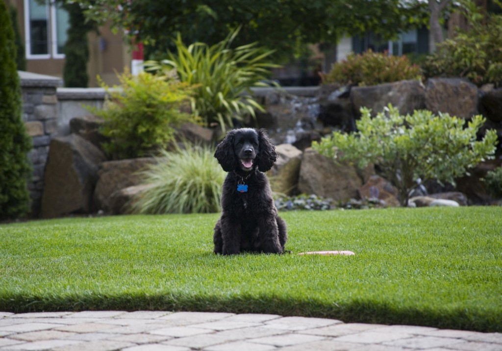 Dog Back Garden - iStock_000006885864_Medium